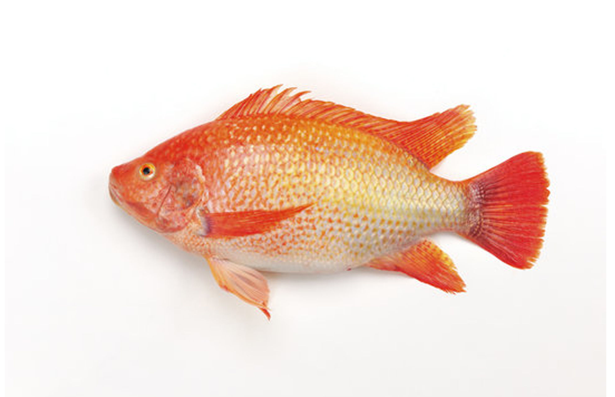 RED TILAPIA 1 1