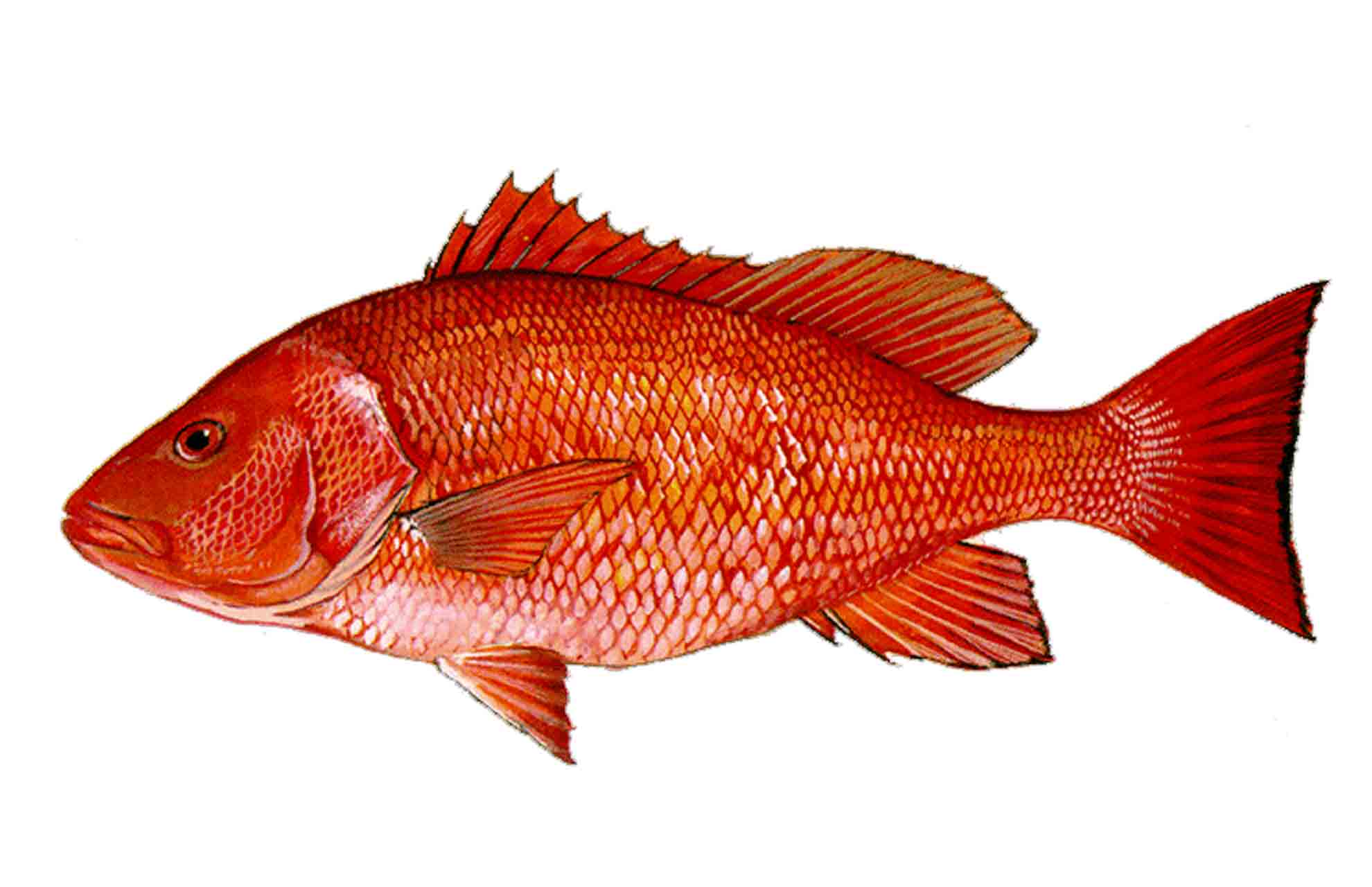 Red-Snapper
