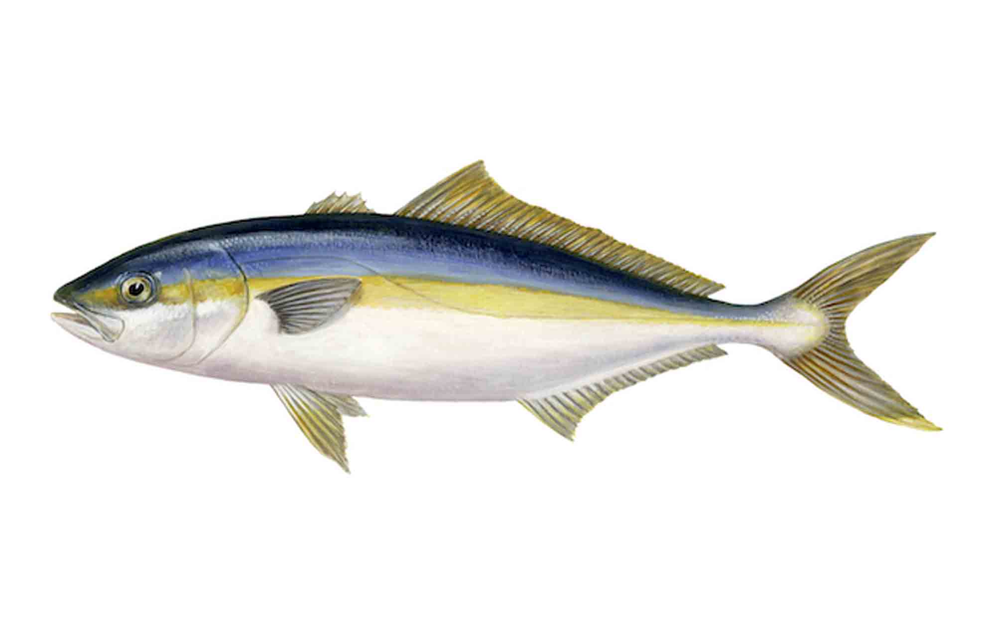 Yellowtail Amberjack