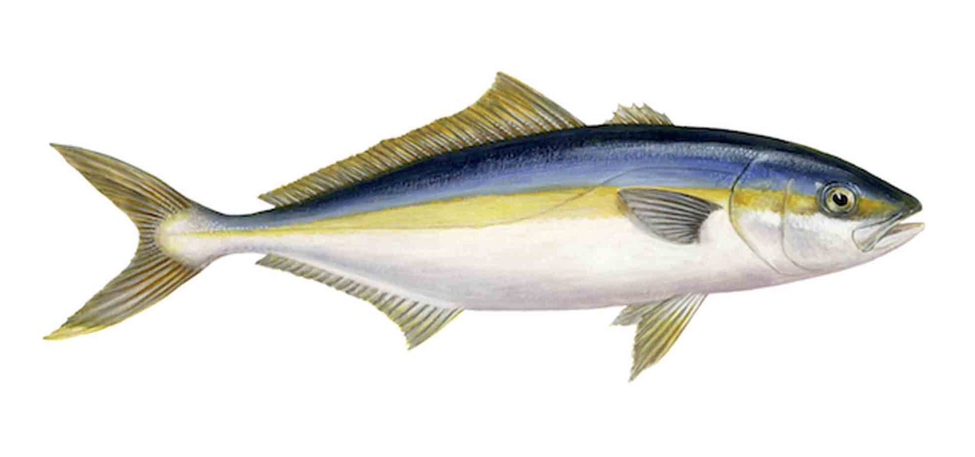 Yellowtail Amberjack qmi0zvsrurqrosfouypmrdj9k1tw2f7dmxu83pr7e0 e1720505027416